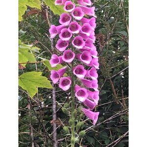 100 Foxglove seeds, harvested in September 2024